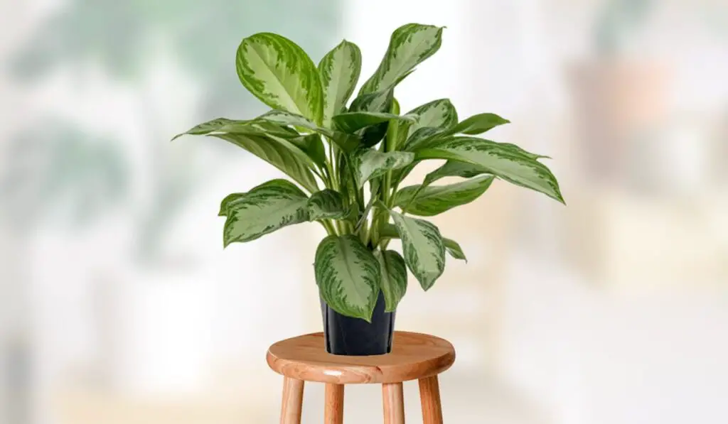 Chinese Evergreen Plant – How to Plant Grow and Care Easy In House 4