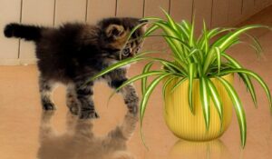 Are Spider Plants Poisonous to Cats 1
