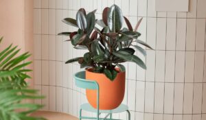 Burgundy Rubber Plant For Your Home