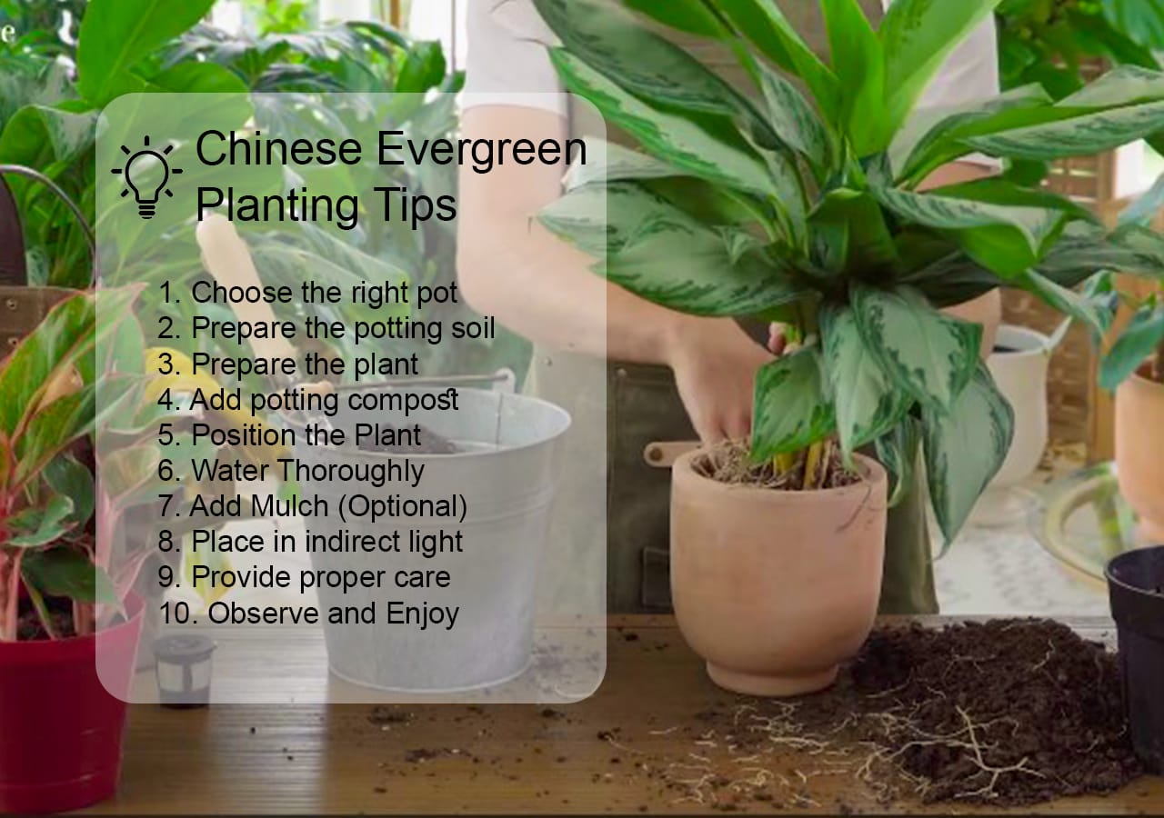 Chinese Evergreen Planting Tips