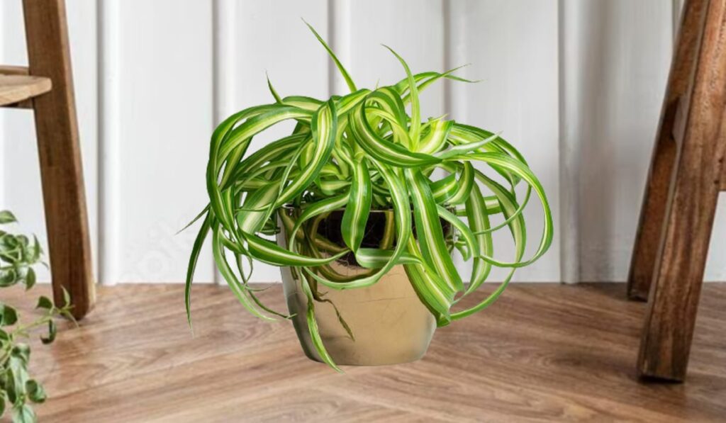 Curly Spider Plant for Your Home