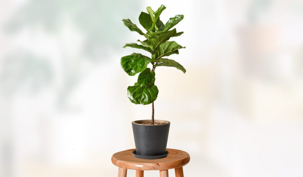 Fiddle Leaf Fig – How To Propagate Grow And Care Easy In House