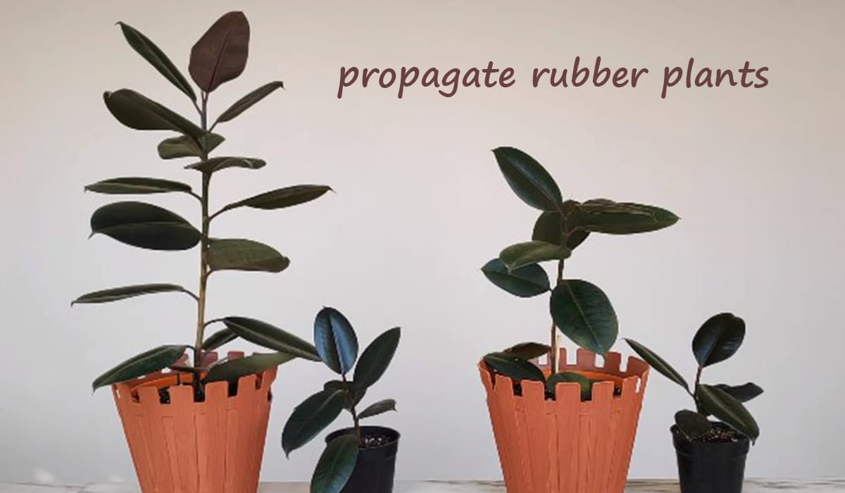 How to propagate Rubber Plants