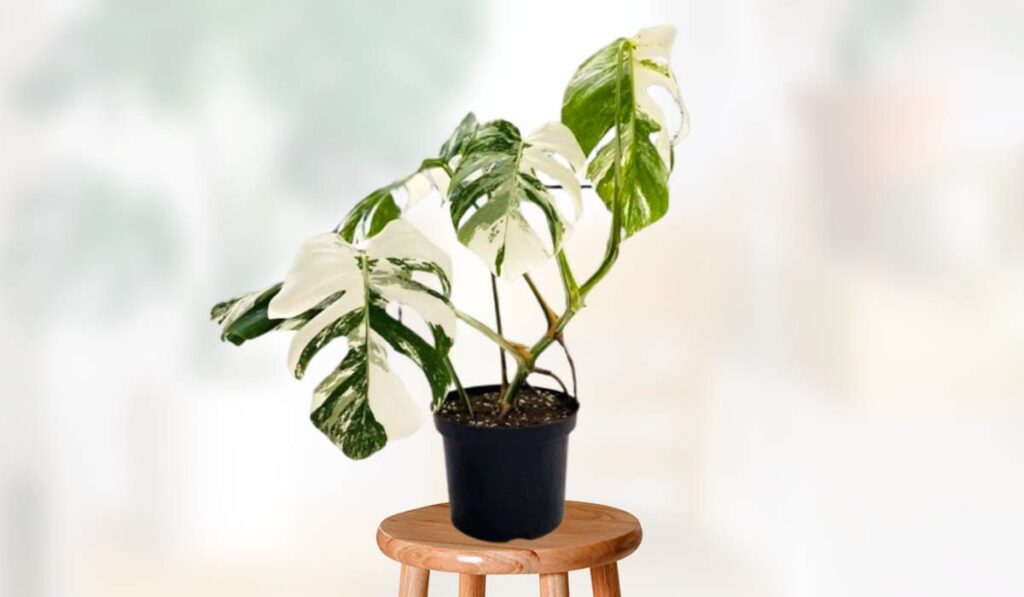 Monstera Albo – How To Propagate Grow And Care 1