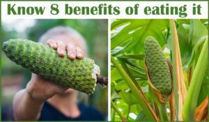 Monstera Deliciosa Fruit Know 8 benefits of Eating it