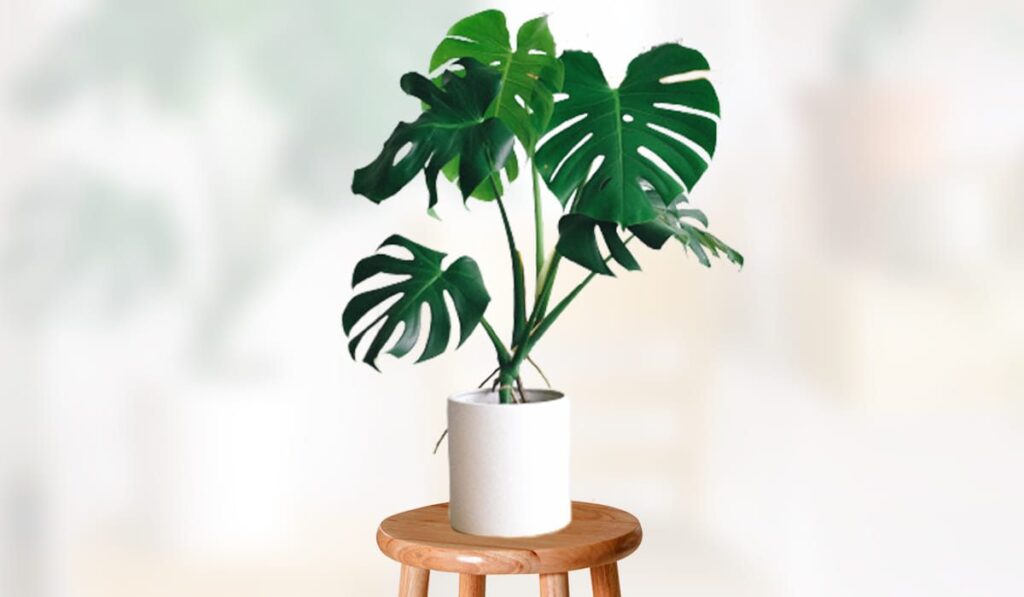 Monstera Deliciosa Plant – How To Propagate Grow And Care
