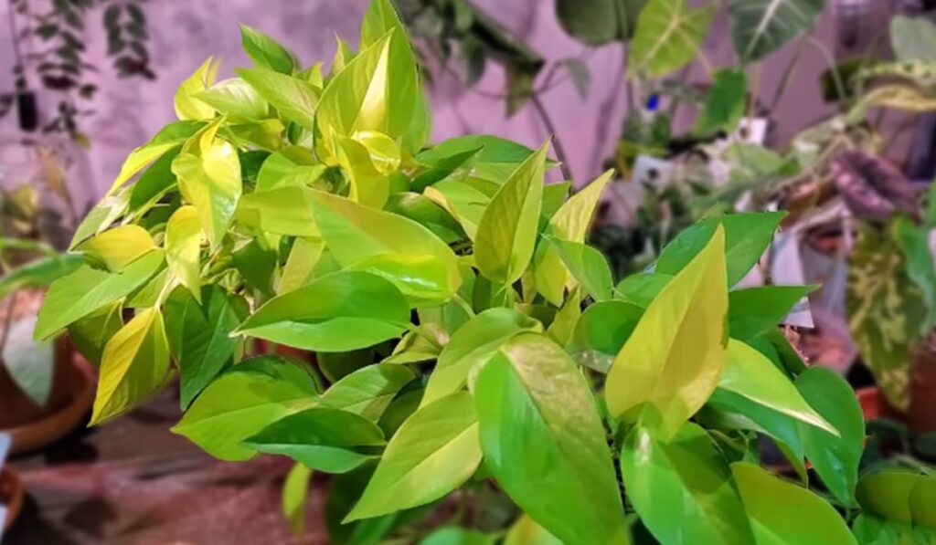 Neon Pothos Plant Care for Your Home 1