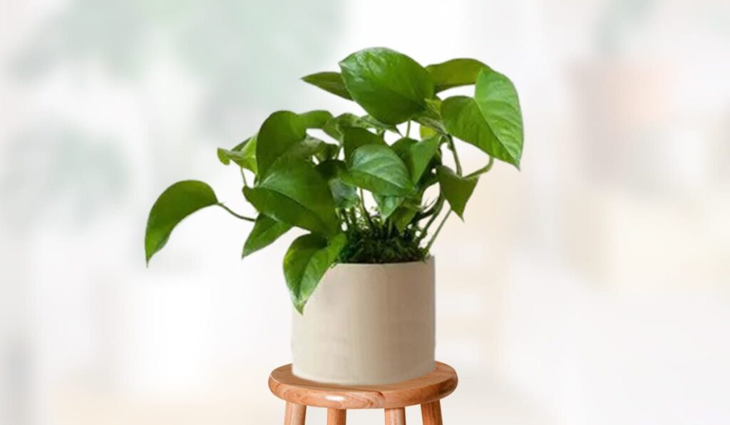 Pothos plant – How To Plant Grow And Care Easy In House