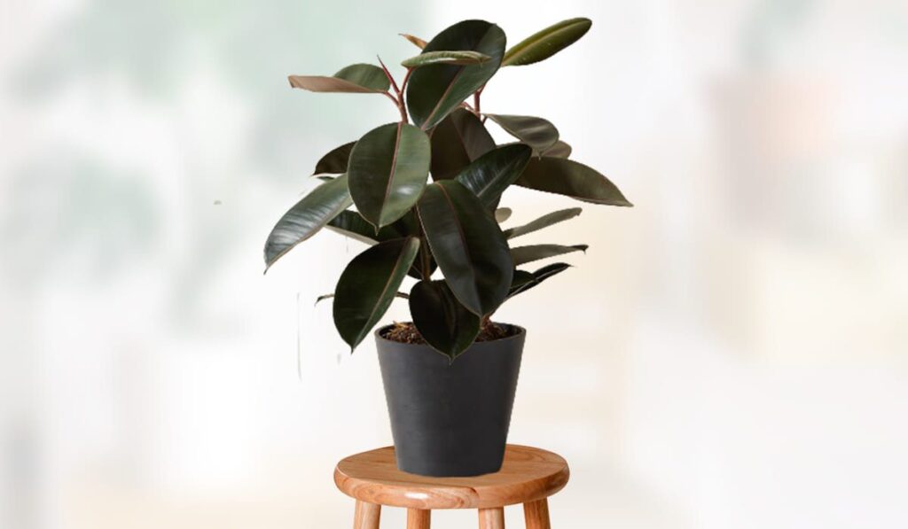 Rubber Plant – How To Plant Grow And Care Easy In House