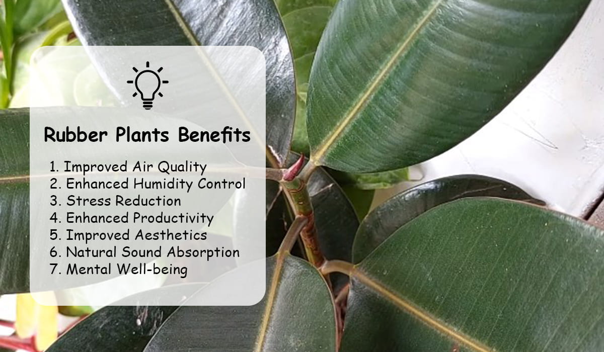 Rubber Plants Benefits