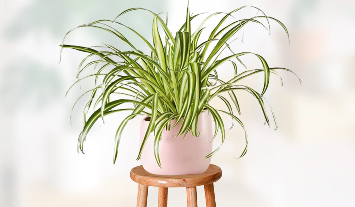 Spider Plants – How To Plant Grow And Care Easy In House 2