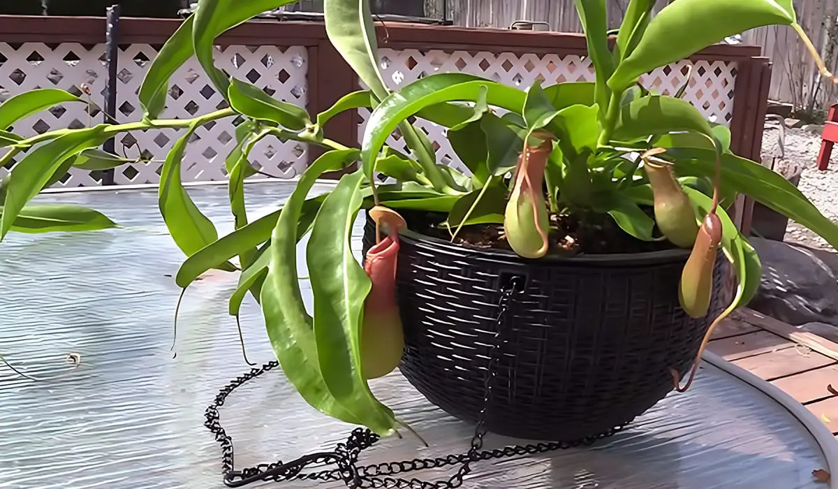 How To Propagate Pitcher Plants