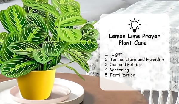 Lemon Lime Prayer Plant Care