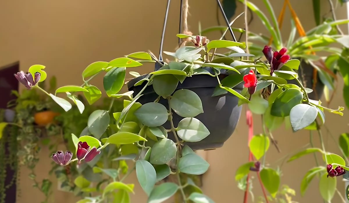 Lipstick Plant – How To Propagation and Care at Home