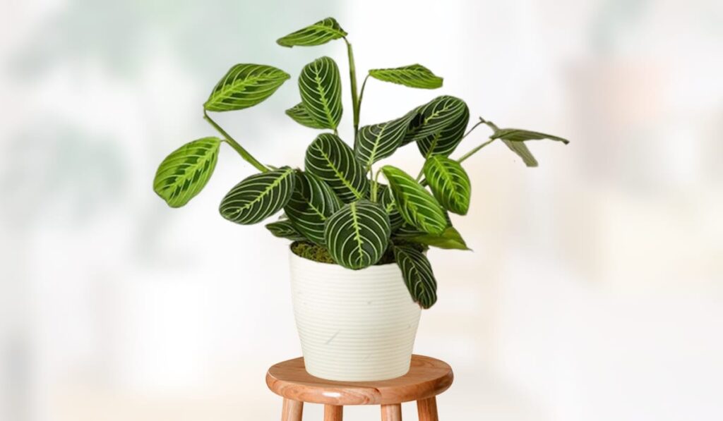 Prayer Plant – How To Propagation and Care at Home