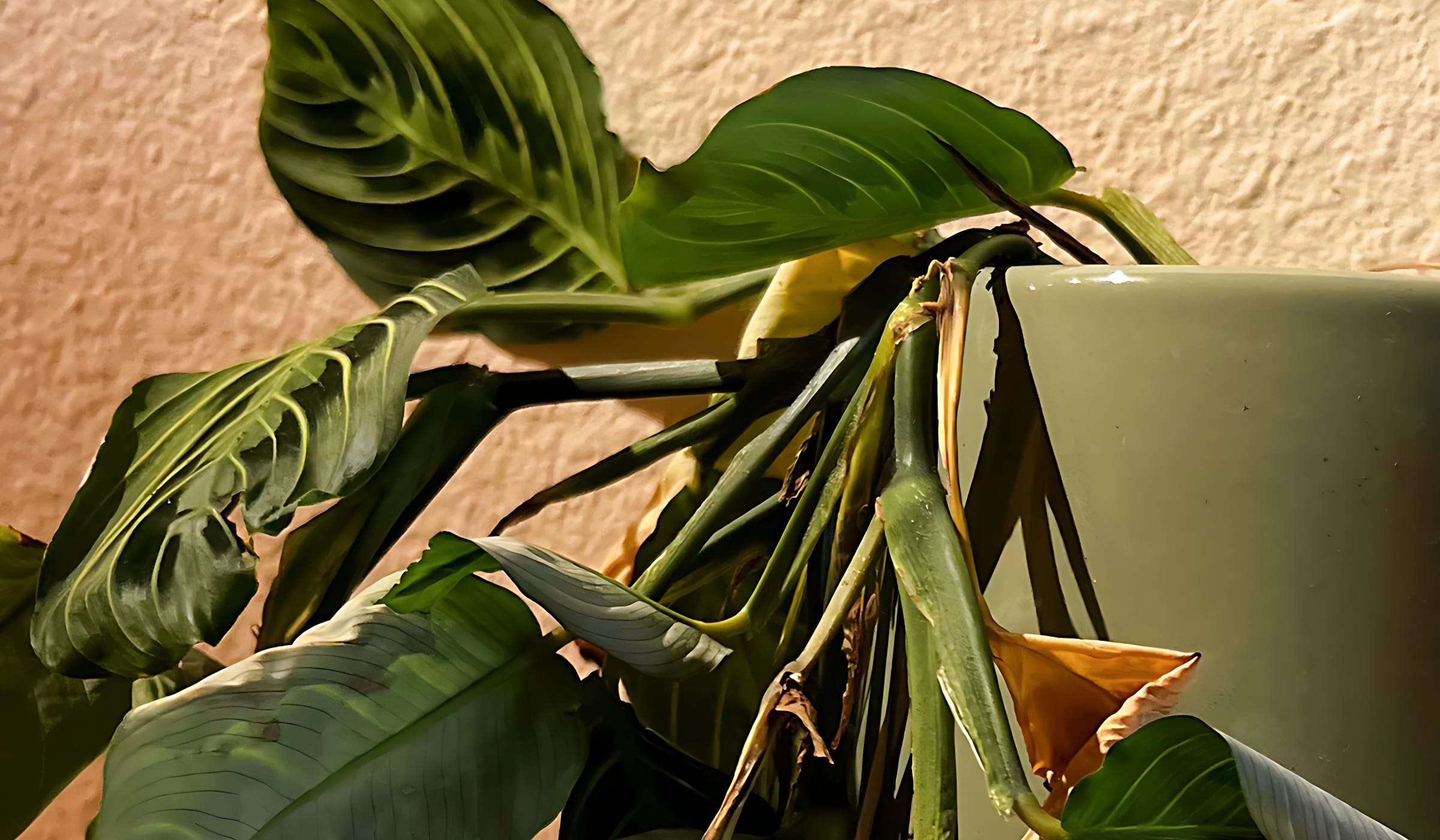 Reasons for a Droopy Prayer Plant