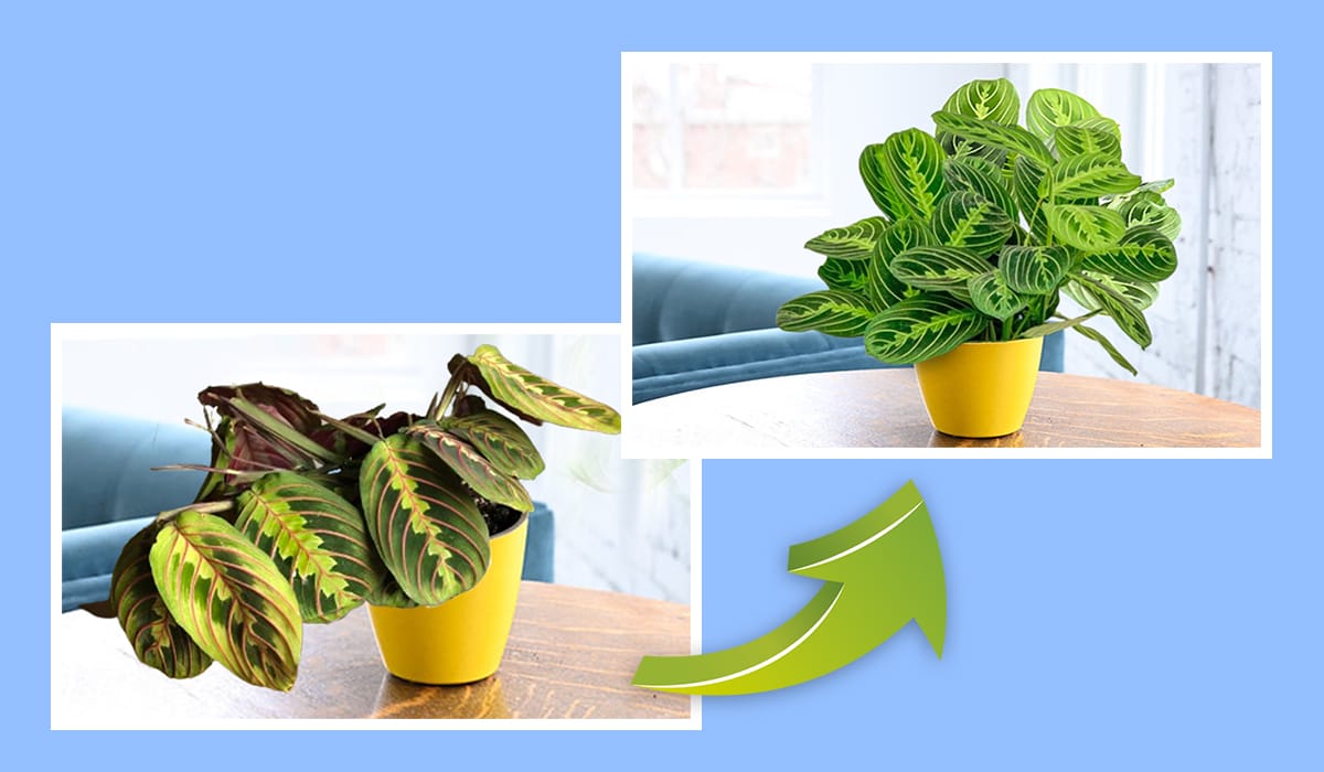 Reviving Your Droopy Prayer Plant