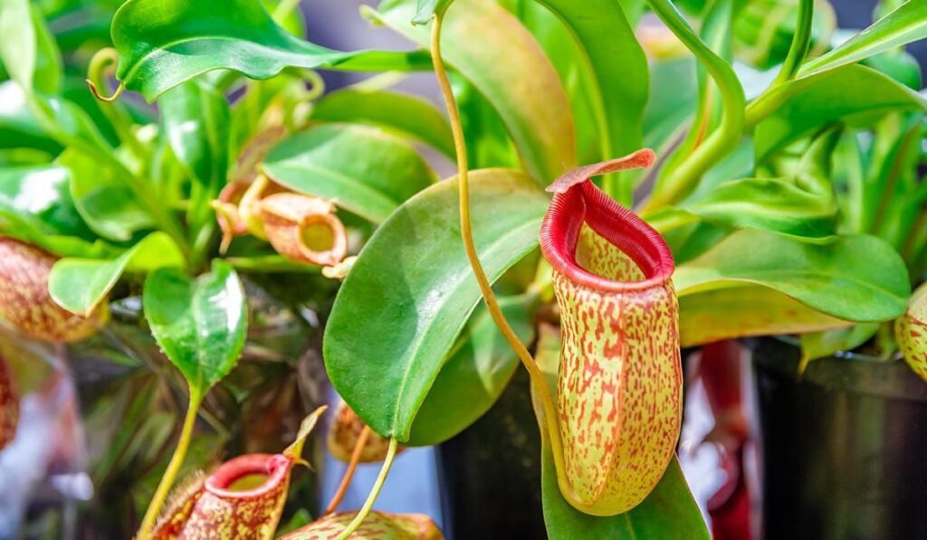 The Pitcher Plant