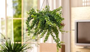 Twisted Lipstick Plant – Easy Care Guide for Indoor