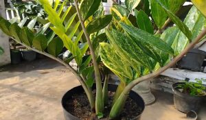 Variegated ZZ Plant - Easy Care Guide for Indoor