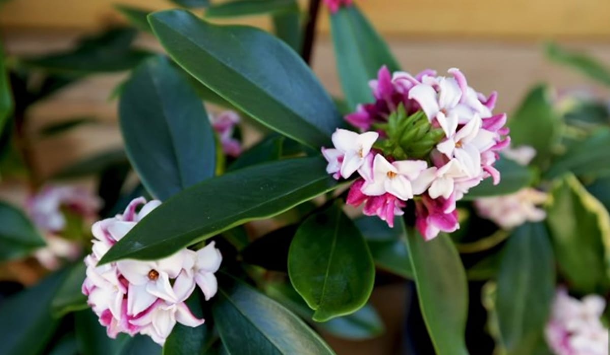 Daphne Plant - Expert Propagation and Care Guide