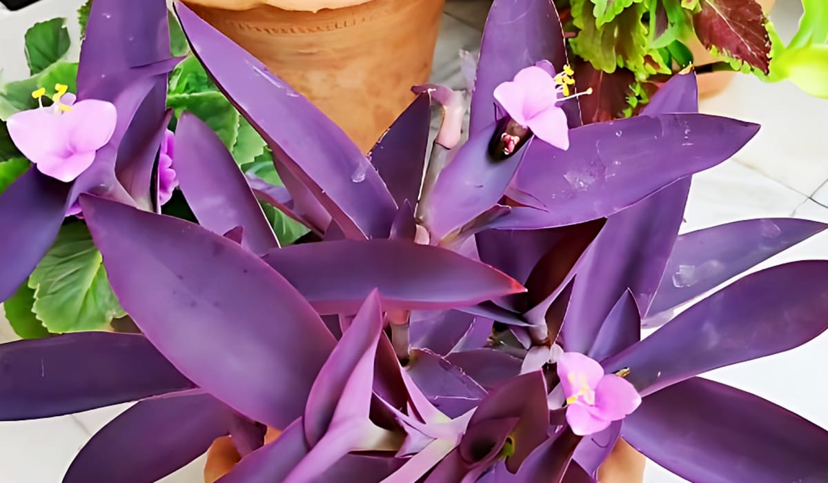 How To Care Purple Heart Plant