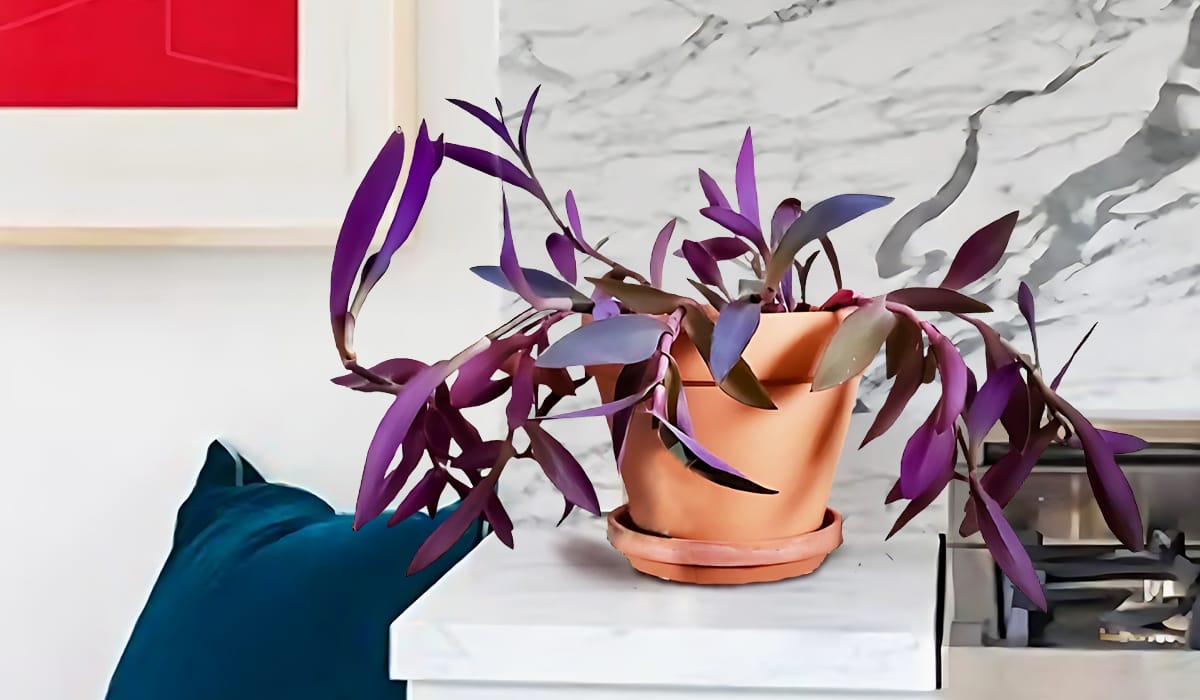 Purple Heart Plant - Expert Propagation and Care Guide
