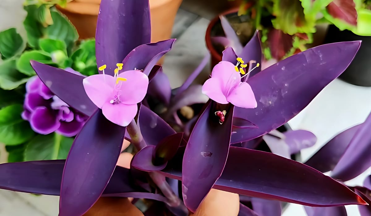Purple Heart Plant benefits