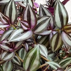 Wandering Jew or Inch Plant